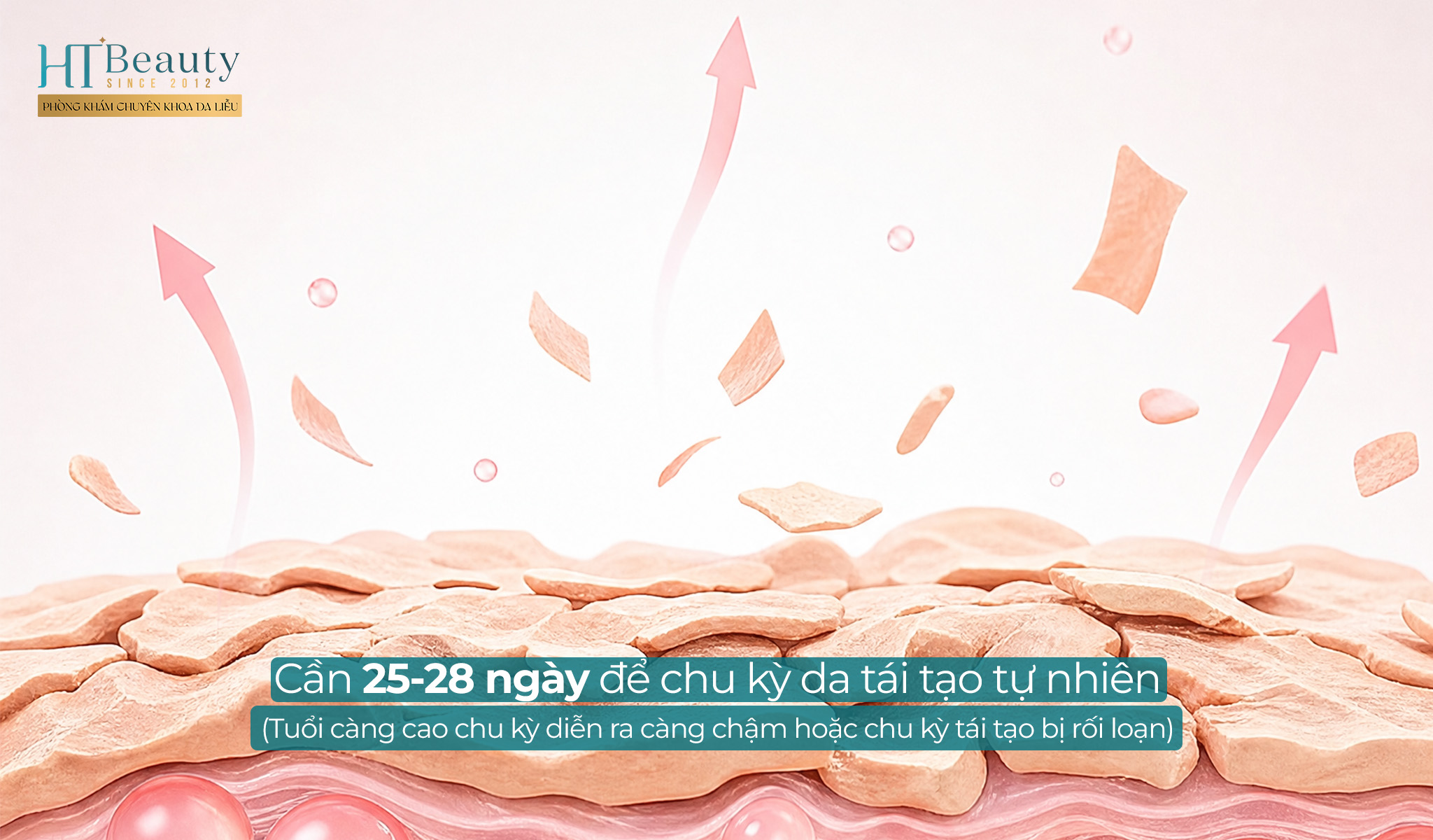 Chu kỳ tái tạo da